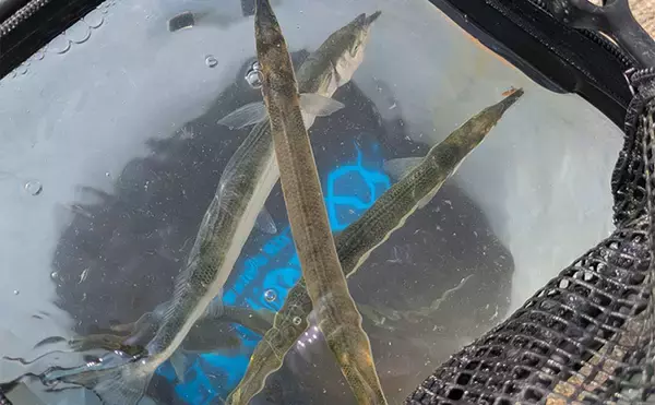 「泉大津エリアのサヨリ釣りで14匹確保！【大阪】渋い時間帯はライトソルトゲームでサバ連発」の画像