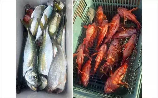 「明石沖タイラバで数型どちらも狙える好シーズン到来！【船釣り特選釣果・関西】」の画像