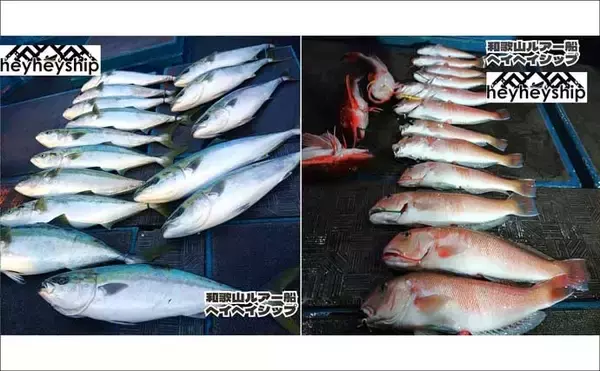 「明石沖タイラバで数型どちらも狙える好シーズン到来！【船釣り特選釣果・関西】」の画像