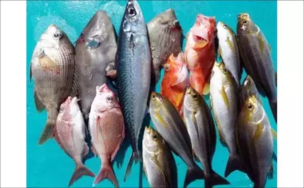 「明石沖タイラバで数型どちらも狙える好シーズン到来！【船釣り特選釣果・関西】」の画像