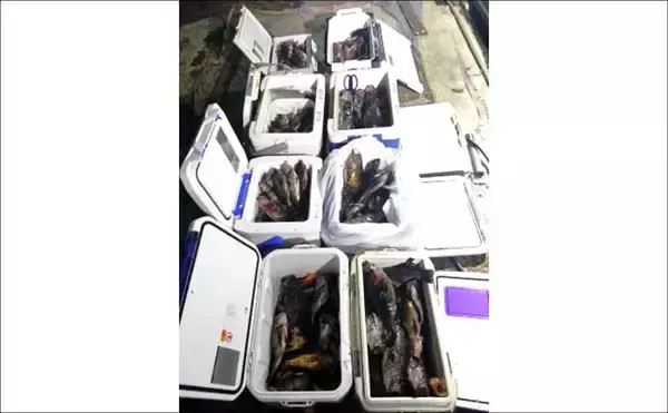 「明石沖タイラバで数型どちらも狙える好シーズン到来！【船釣り特選釣果・関西】」の画像