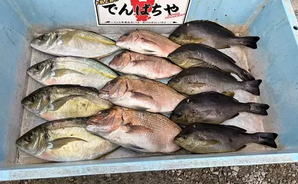 春の小難しい海上釣り堀でも好釣果！【傳八屋】コツはプレッシャーの見極めとエサローテ？