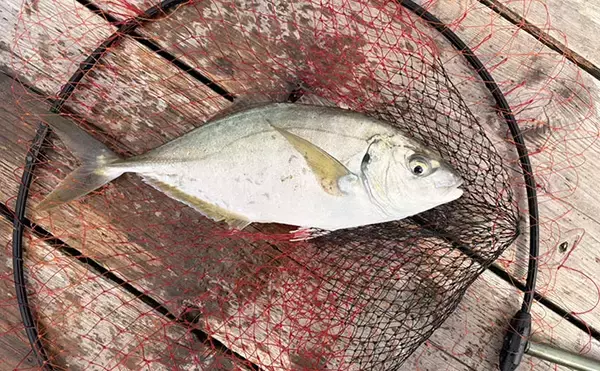 「春の小難しい海上釣り堀でも好釣果！【傳八屋】コツはプレッシャーの見極めとエサローテ？」の画像