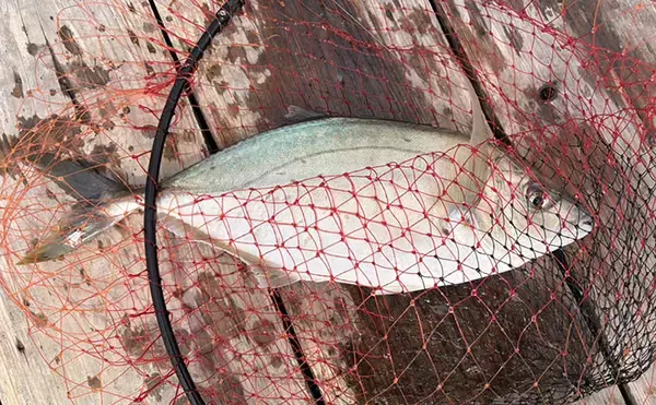 「春の小難しい海上釣り堀でも好釣果！【傳八屋】コツはプレッシャーの見極めとエサローテ？」の画像