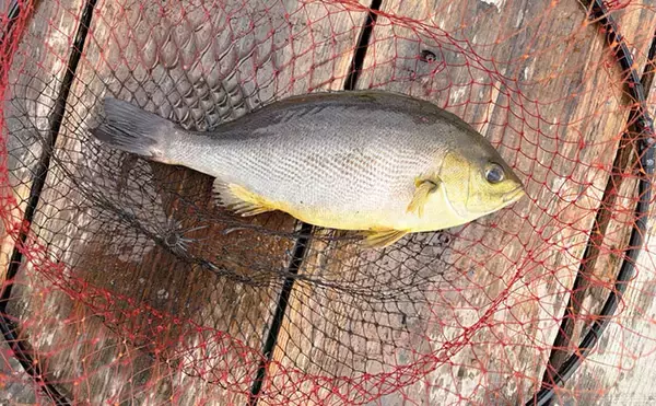 「春の小難しい海上釣り堀でも好釣果！【傳八屋】コツはプレッシャーの見極めとエサローテ？」の画像