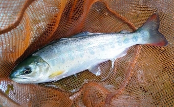 渓流釣りに必要な3要素は「フィジカル」「メンタリティ」「思考」！