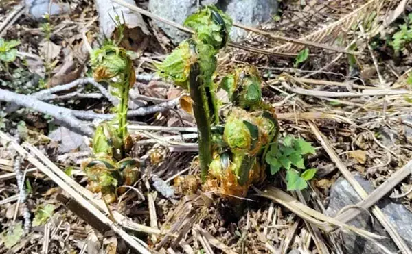 「渓流釣りに必要な3要素は「フィジカル」「メンタリティ」「思考」！」の画像