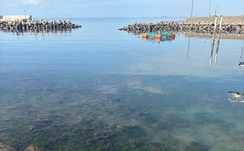 海水温20℃で消える魚種と増える魚種　主役の入れ替えに合わせてターゲットを定めよう