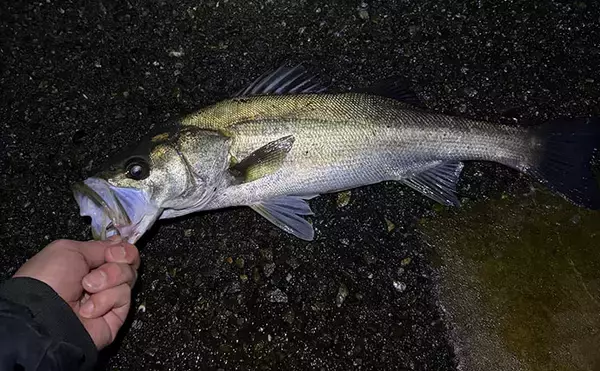 「海水温20℃で消える魚種と増える魚種　主役の入れ替えに合わせてターゲットを定めよう」の画像
