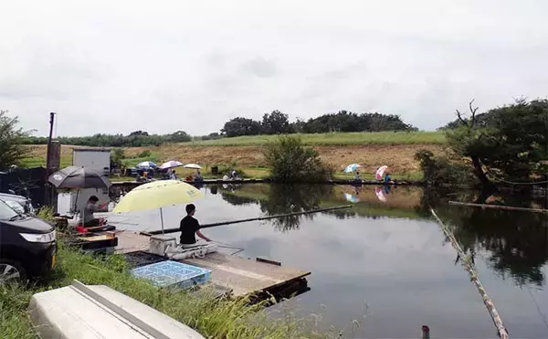 「今週のヘラブナ推薦釣り場2022【埼玉県・九頭竜沼】」の画像