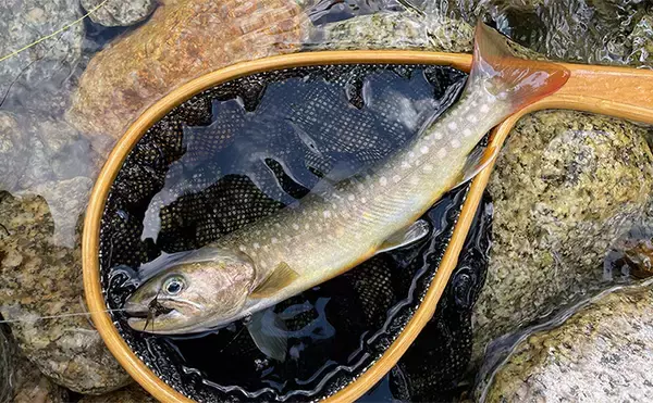 テンカラ釣りの毛鉤（けばり）の作り方　初心者でも慣れれば2～3分で作成可能