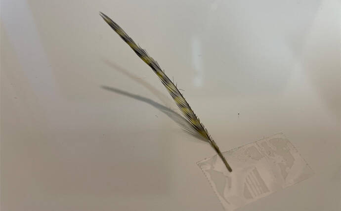 テンカラ釣りの毛鉤（けばり）の作り方　初心者でも慣れれば2～3分で作成可能