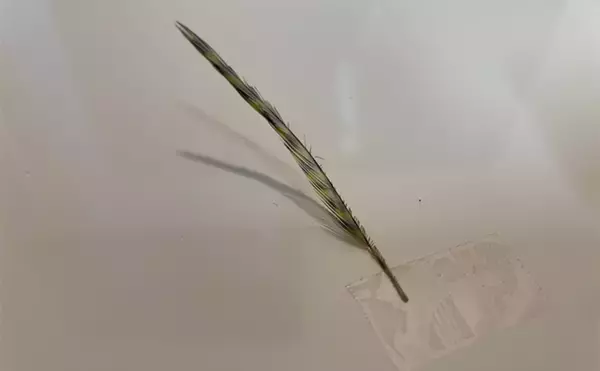 「テンカラ釣りの毛鉤（けばり）の作り方　初心者でも慣れれば2～3分で作成可能」の画像