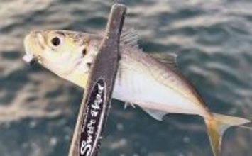 大阪・泉州エリアでのアジング調査釣行でアジにメバル　連発もあり春爆間近か？