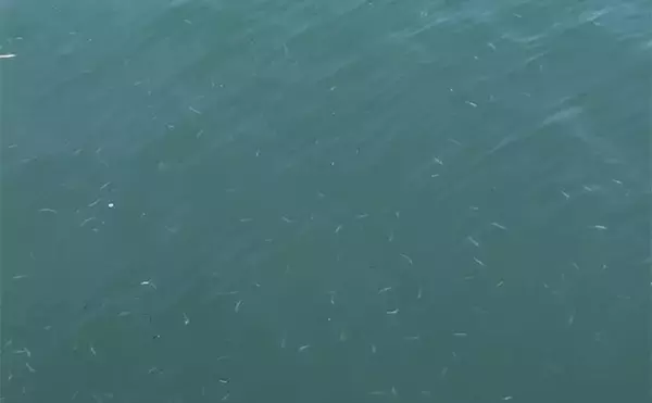 「「大型を狙い撃とう！」陸っぱりルアーゲームで初春の【大型ヒラメを釣るコツ4選】」の画像