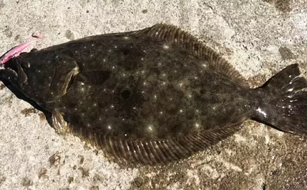 「「大型を狙い撃とう！」陸っぱりルアーゲームで初春の【大型ヒラメを釣るコツ4選】」の画像