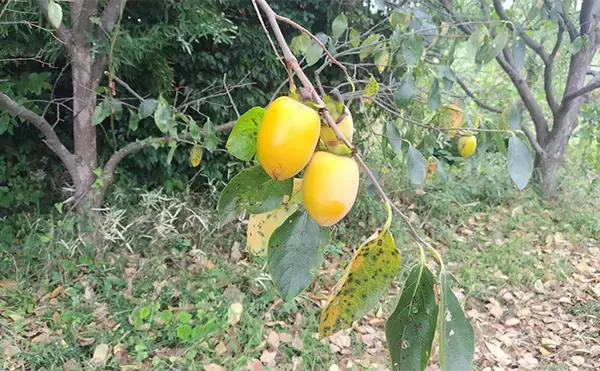 「秋の小河川でシーバスの数釣りを満喫【千葉】超激浅ポイントにもシーバスはいる！」の画像