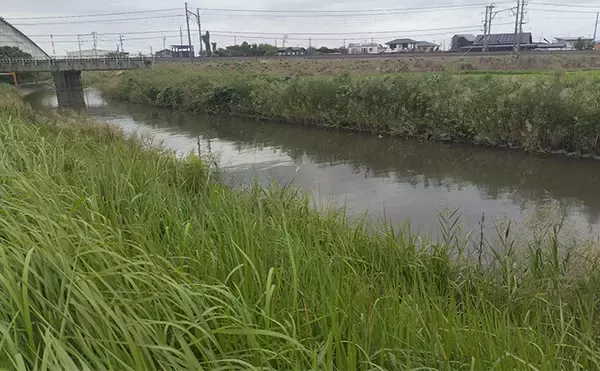 「秋の小河川でシーバスの数釣りを満喫【千葉】超激浅ポイントにもシーバスはいる！」の画像