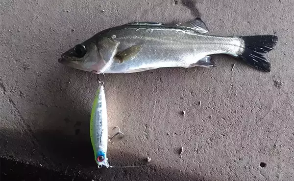 「秋の小河川でシーバスの数釣りを満喫【千葉】超激浅ポイントにもシーバスはいる！」の画像