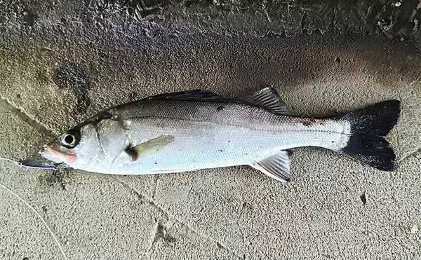 「秋の小河川でシーバスの数釣りを満喫【千葉】超激浅ポイントにもシーバスはいる！」の画像