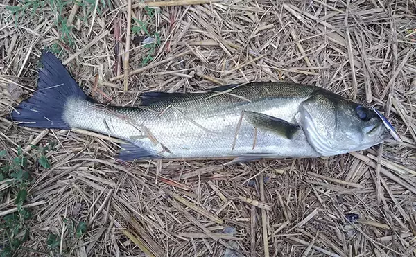 「秋の小河川でシーバスの数釣りを満喫【千葉】超激浅ポイントにもシーバスはいる！」の画像