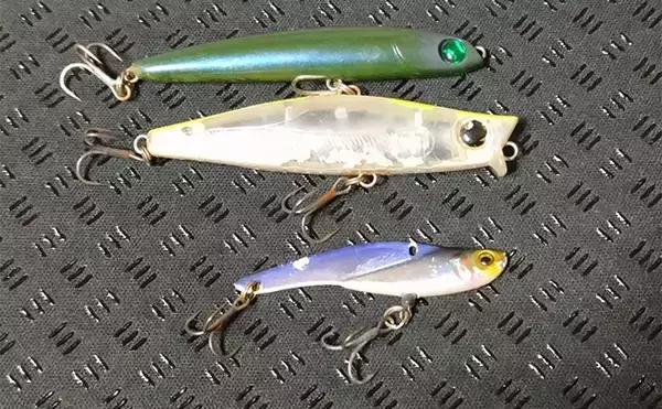 「秋の小河川でシーバスの数釣りを満喫【千葉】超激浅ポイントにもシーバスはいる！」の画像