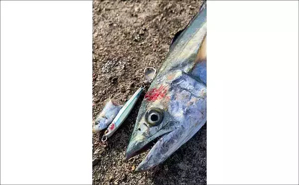 「午後の時合いにサゴシ5連発！【大阪南港魚つり園】メタルジグ速巻きに好反応」の画像
