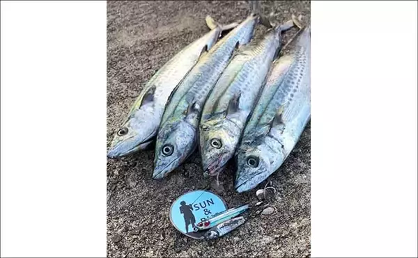 「午後の時合いにサゴシ5連発！【大阪南港魚つり園】メタルジグ速巻きに好反応」の画像