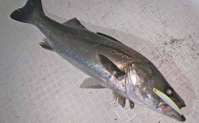 サワラキャスティングでサゴシ5連発！【三重】ナイトボートシーバスでは67cm頭に40匹超