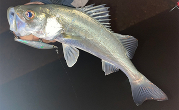 冬のシーバスゲームでセイゴ10匹をキャッチ【山口】 シンキングペンシルに好反応