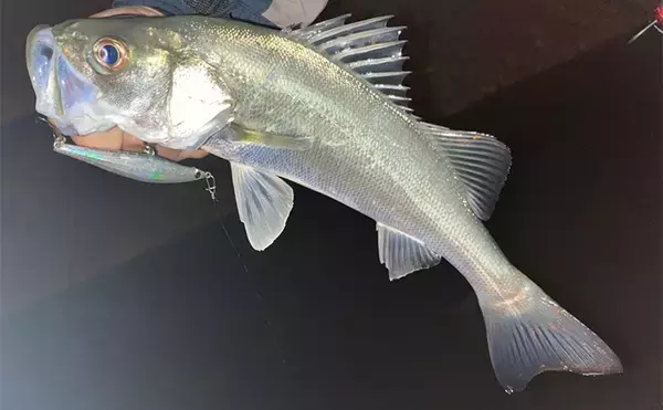 冬のシーバスゲームでセイゴ10匹をキャッチ【山口】 シンキングペンシルに好反応