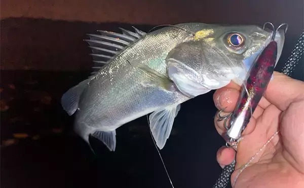 「冬のシーバスゲームでセイゴ10匹をキャッチ【山口】 シンキングペンシルに好反応」の画像