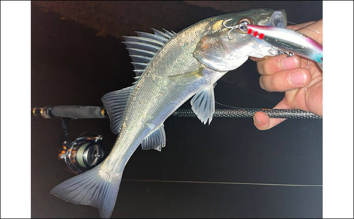 冬のシーバスゲームでセイゴ10匹をキャッチ【山口】 シンキングペンシルに好反応