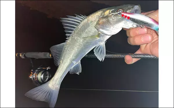 「冬のシーバスゲームでセイゴ10匹をキャッチ【山口】 シンキングペンシルに好反応」の画像