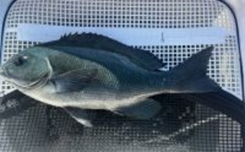 沖磯ウキフカセ釣りで口太グレ38cmをキャッチ【和歌山・潮場の長島】うねりをかわして攻略