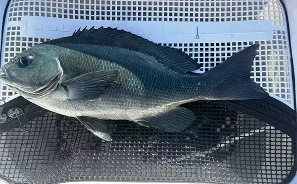 「沖磯ウキフカセ釣りで口太グレ38cmをキャッチ【和歌山・潮場の長島】うねりをかわして攻略」の画像