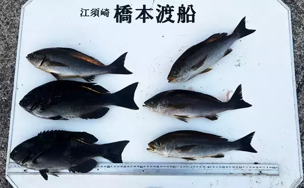 「沖磯ウキフカセ釣りで口太グレ38cmをキャッチ【和歌山・潮場の長島】うねりをかわして攻略」の画像