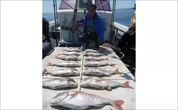 「22kgヒラマサ登場！トップウォータープラグにヒット【沖のルアー釣果速報9選・福岡】」の画像