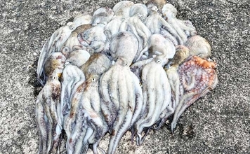 『大阪南港魚つり園』でタコが好調！　全エリアをランガンでマダコ24杯キャッチ