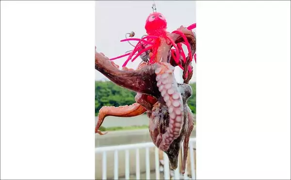 「『大阪南港魚つり園』でタコが好調！　全エリアをランガンでマダコ24杯キャッチ」の画像