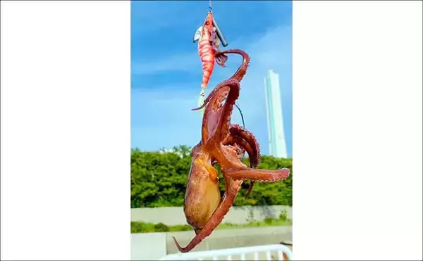 「『大阪南港魚つり園』でタコが好調！　全エリアをランガンでマダコ24杯キャッチ」の画像
