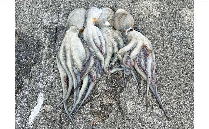 『大阪南港魚つり園』でタコが好調！　全エリアをランガンでマダコ24杯キャッチ