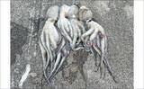 「『大阪南港魚つり園』でタコが好調！　全エリアをランガンでマダコ24杯キャッチ」の画像4