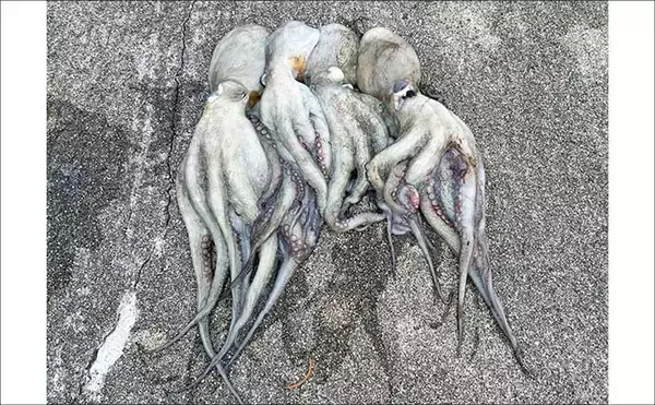 「『大阪南港魚つり園』でタコが好調！　全エリアをランガンでマダコ24杯キャッチ」の画像
