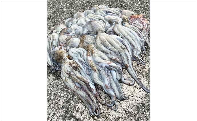 『大阪南港魚つり園』でタコが好調！　全エリアをランガンでマダコ24杯キャッチ