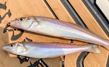 磯津漁港の投げ釣りで21cm良型含むシロギス35匹キャッチ【三重】多彩なゲストで五目も達成