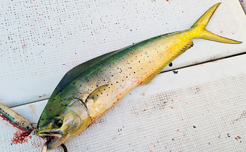 マハタジギングでまさかのシイラがヒット【三重】季節外れの連発の不思議