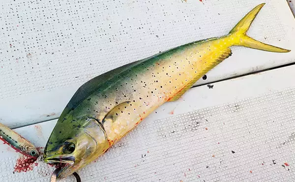 マハタジギングでまさかのシイラがヒット【三重】季節外れの連発の不思議