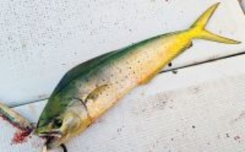 マハタジギングでまさかのシイラがヒット【三重】季節外れの連発の不思議