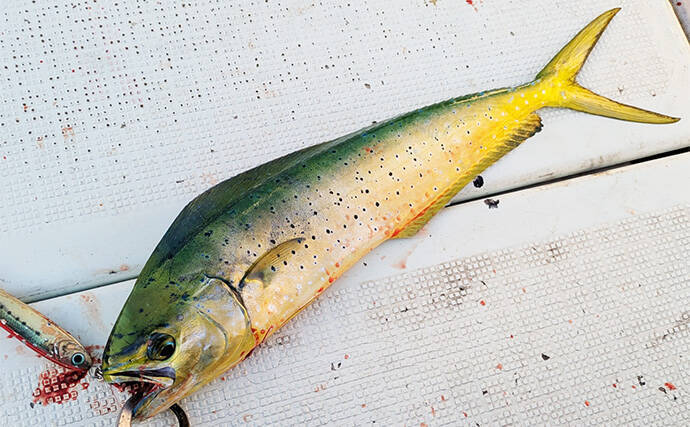 マハタジギングでまさかのシイラがヒット【三重】季節外れの連発の不思議